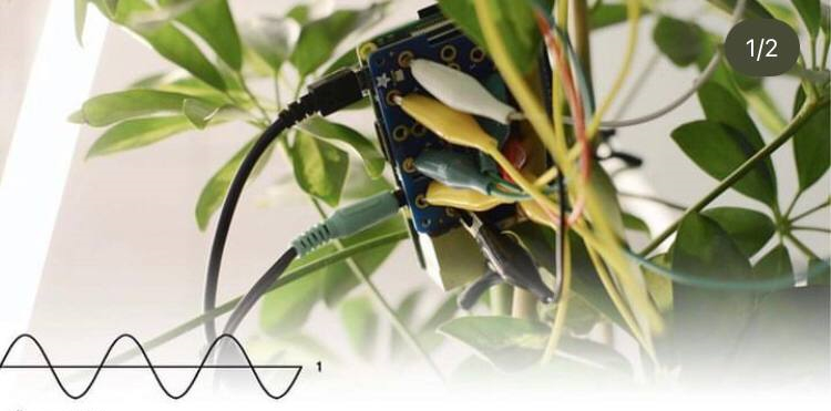 Workshop: plants making music